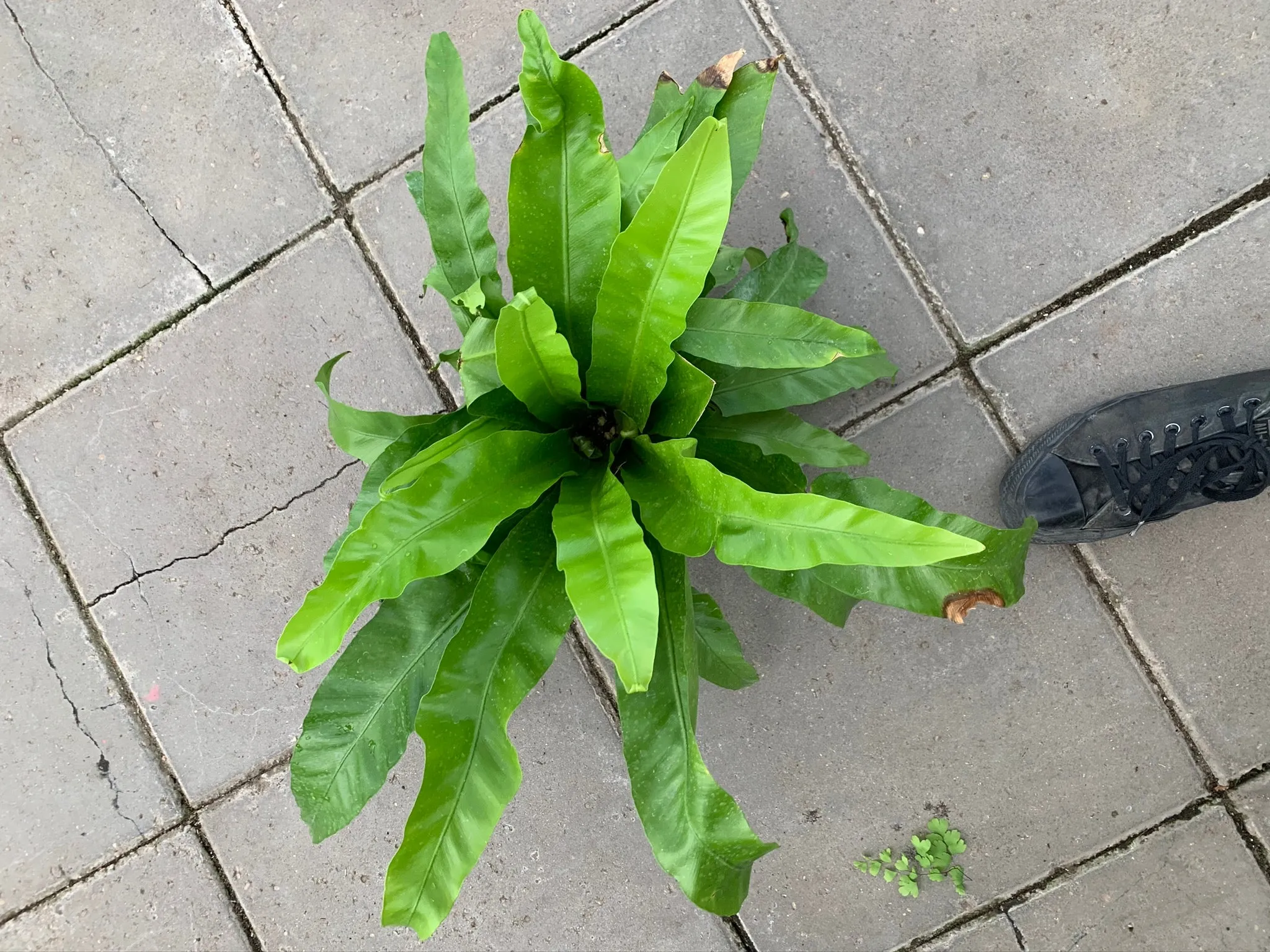 Birds-nest Fern