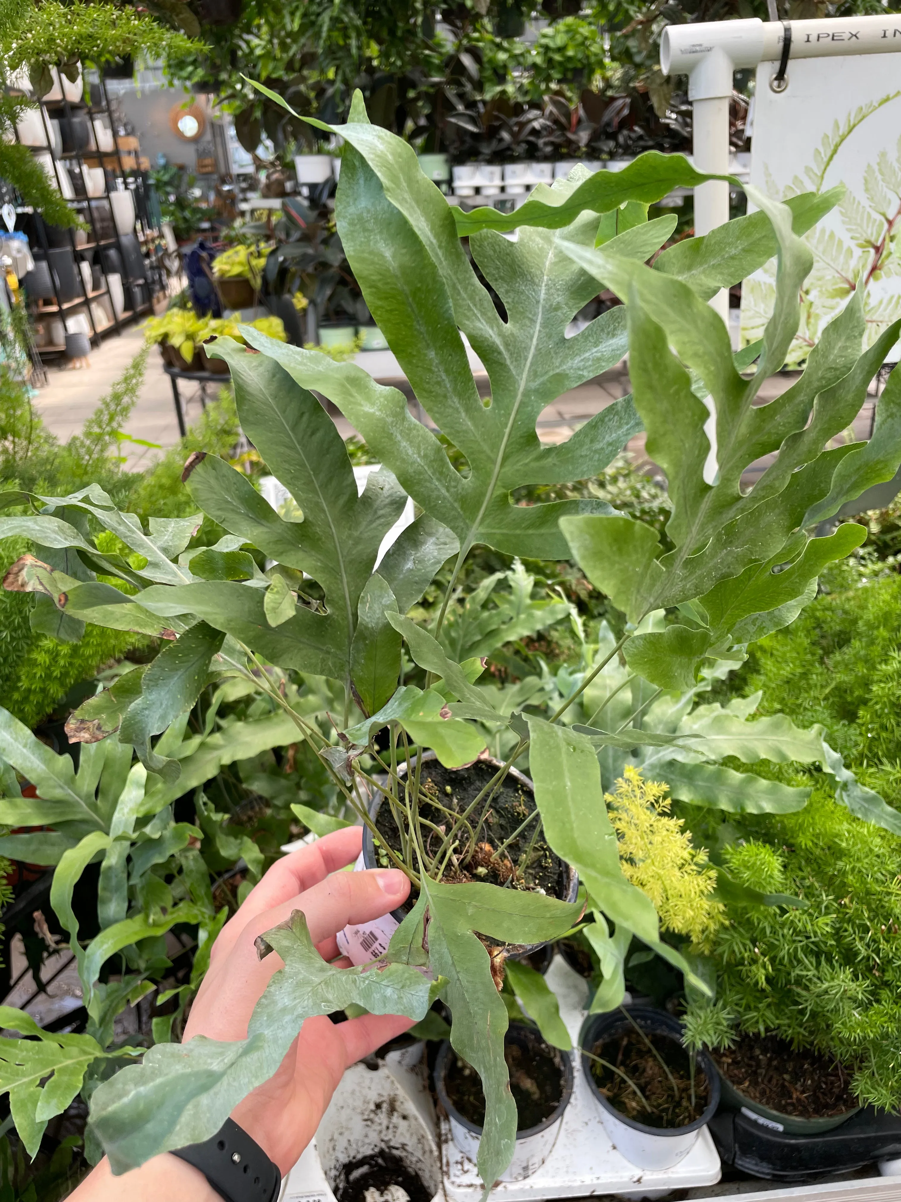 Blue Star Fern